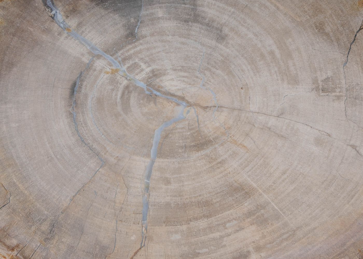 Bord versteend hout 60146 - Afbeelding 2