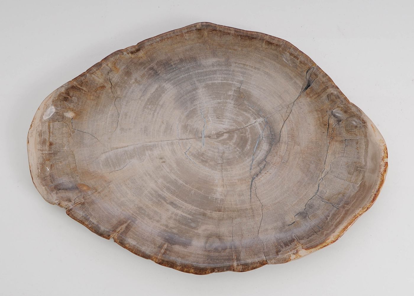 Bord versteend hout 60151