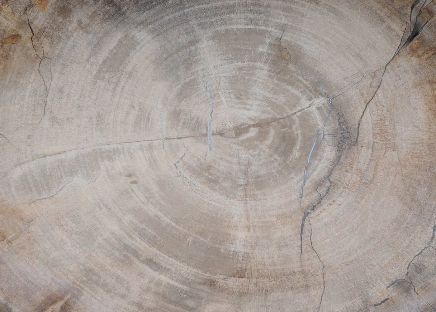 Bord versteend hout 60151 - Afbeelding 2