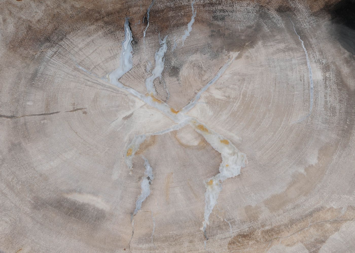 Bord versteend hout 60154 - Afbeelding 2