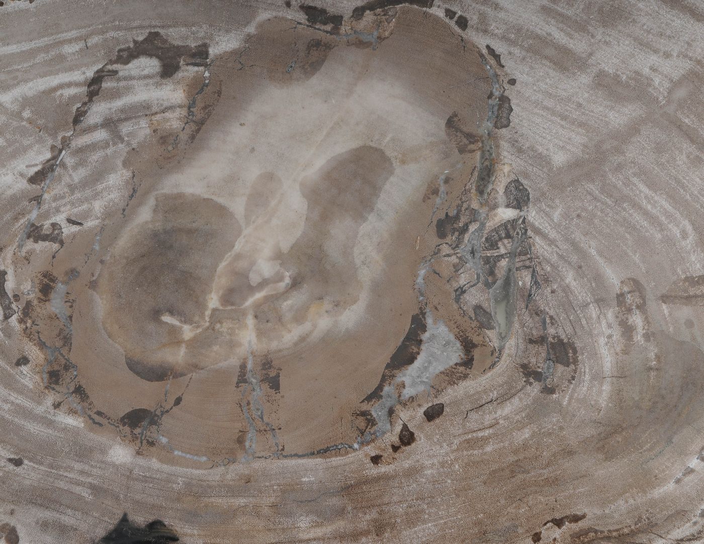 Bord versteend hout 60157 - Afbeelding 2