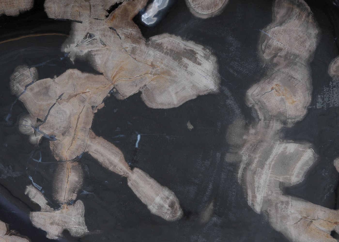 Bord versteend hout 60161 - Afbeelding 2