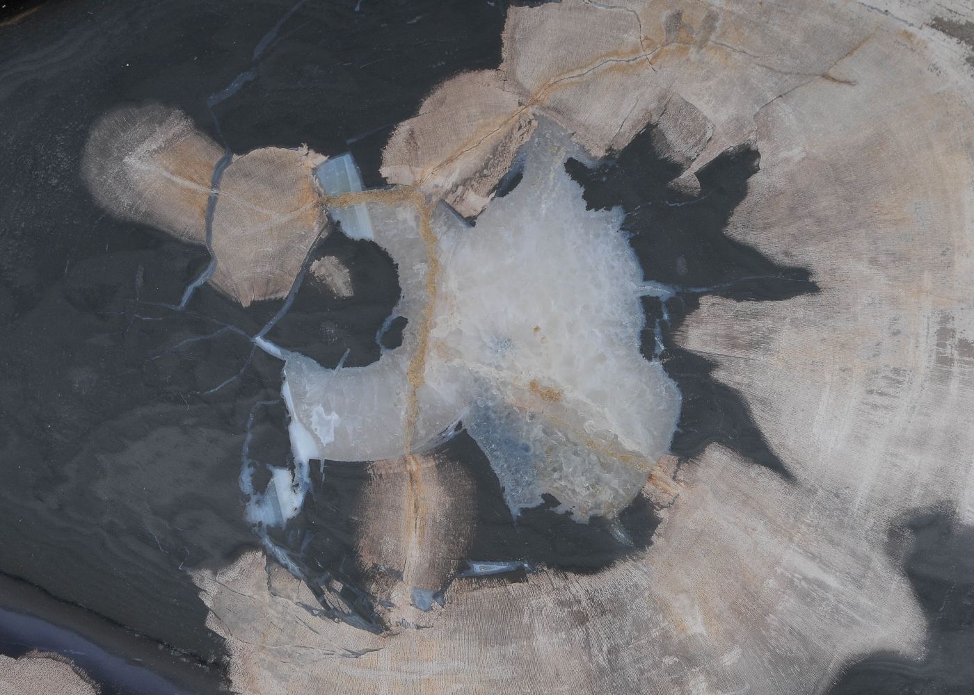 Bord versteend hout 60162 - Afbeelding 2