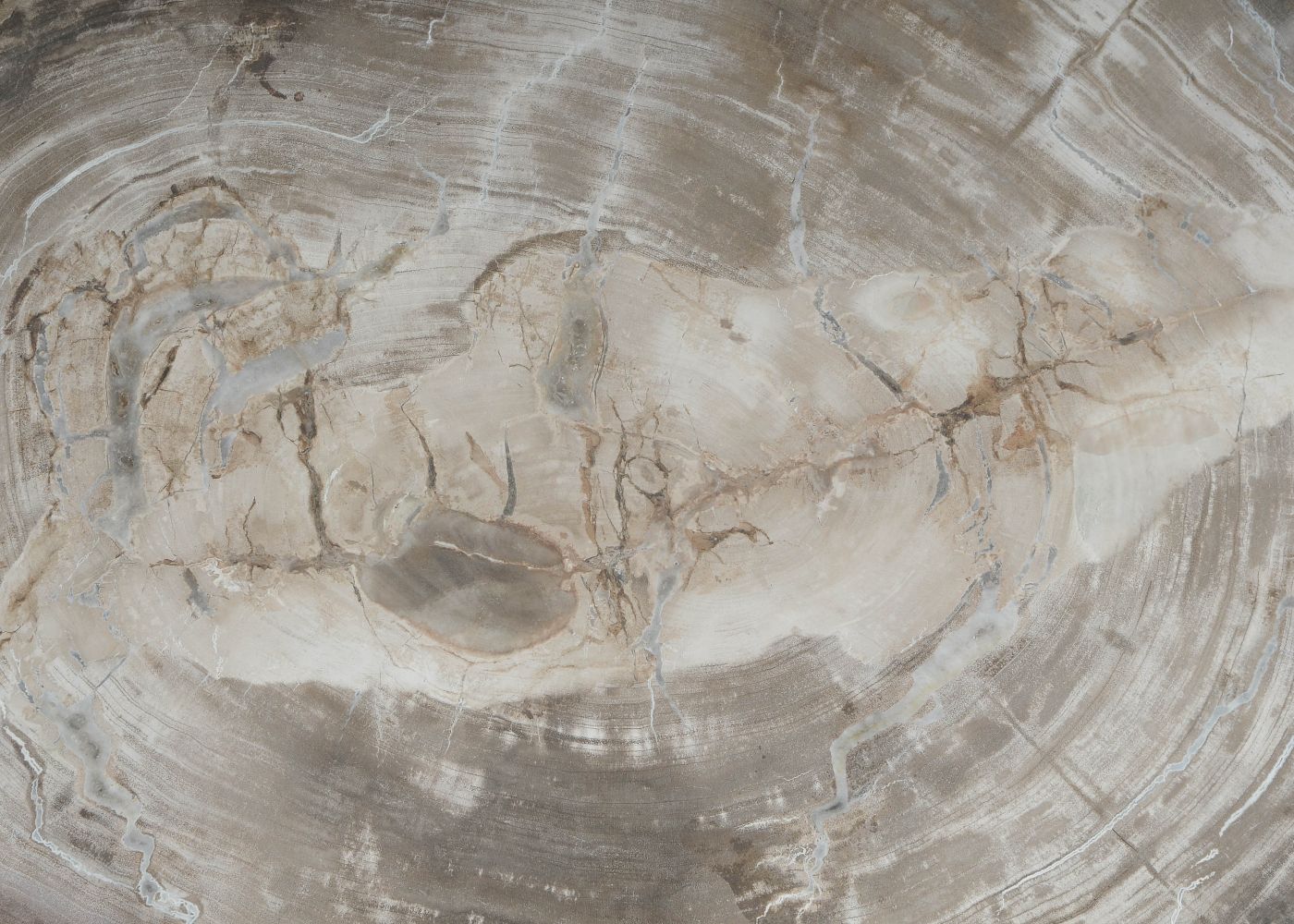 Bord versteend hout 60163 - Afbeelding 2