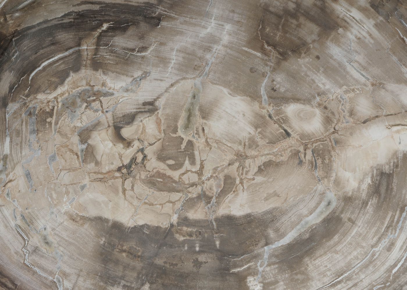 Bord versteend hout 60164 - Afbeelding 2