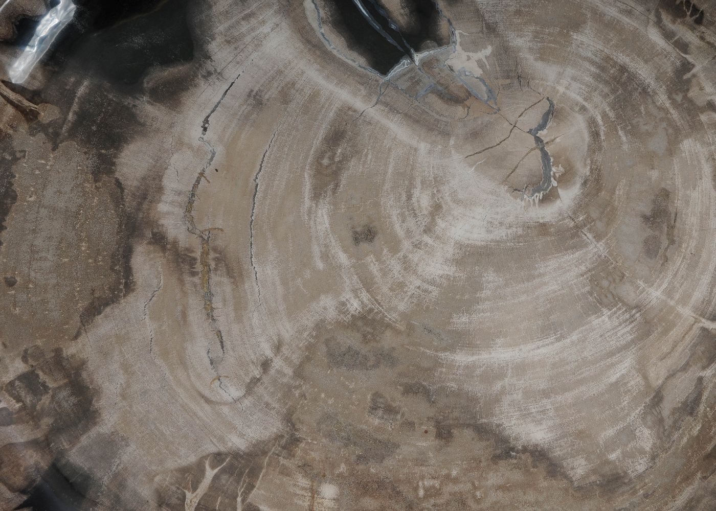 Bord versteend hout 60167 - Afbeelding 2