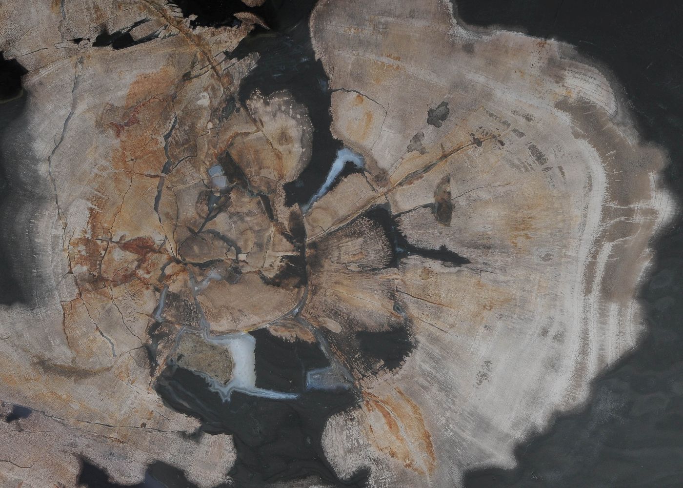 Bord versteend hout 60168 - Afbeelding 2