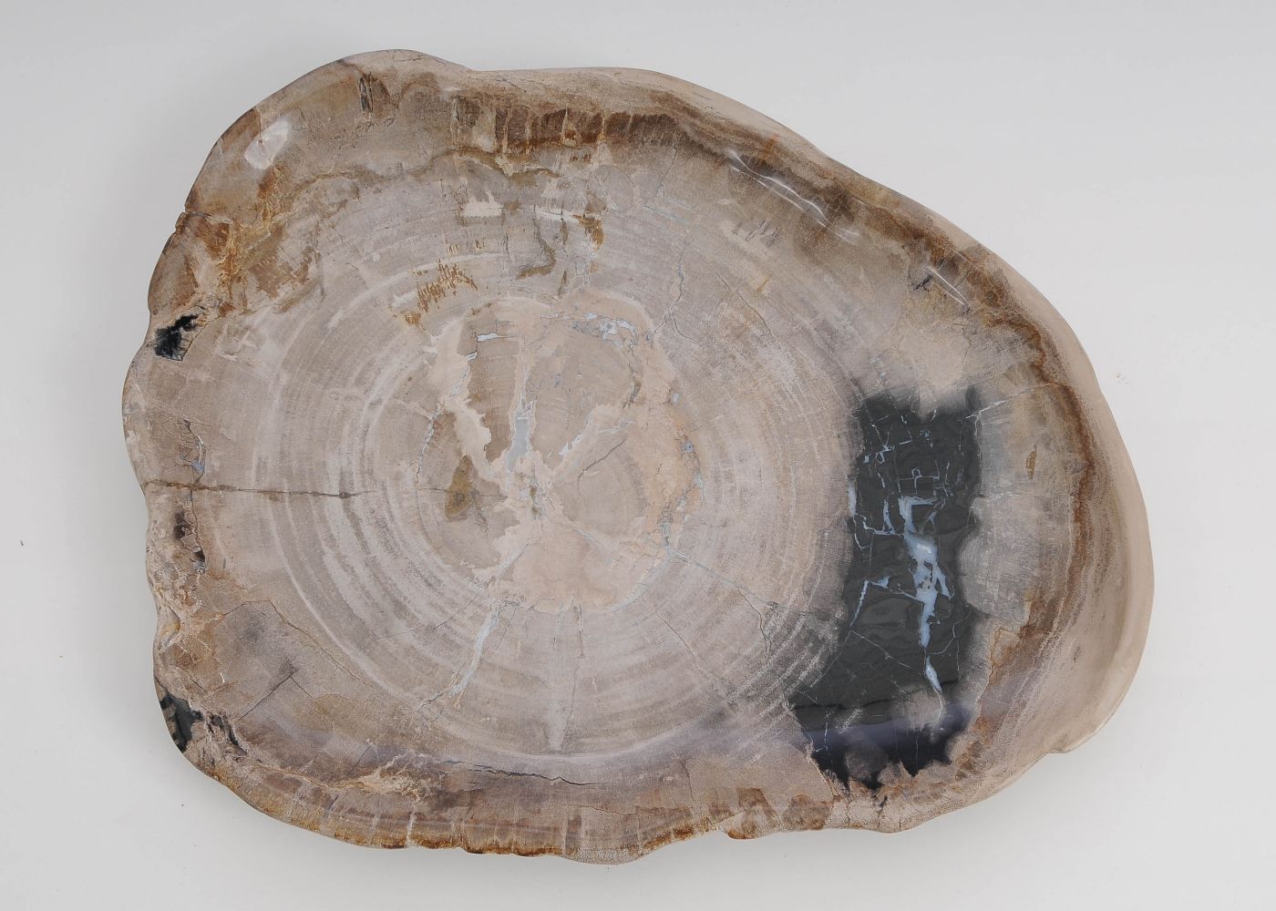 Bord versteend hout 60170