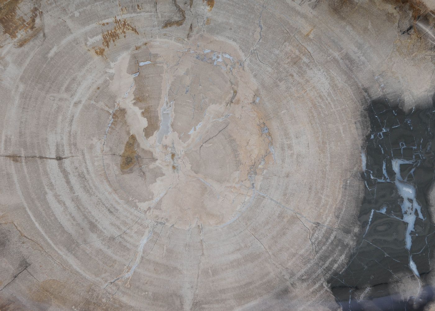 Bord versteend hout 60170 - Afbeelding 2