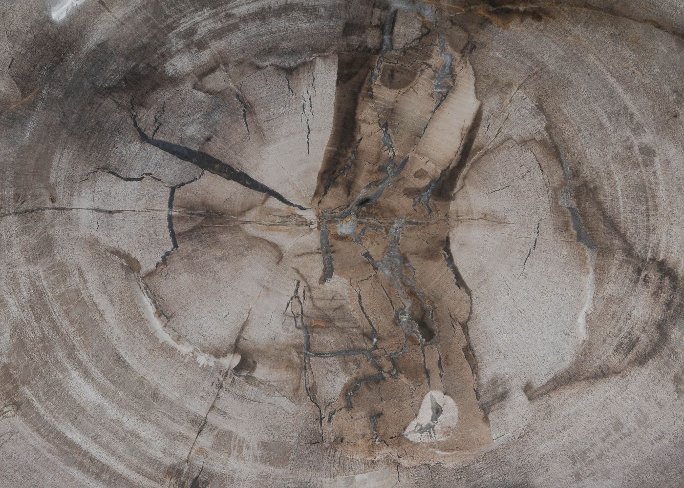 Bord versteend hout 60171 - Afbeelding 2