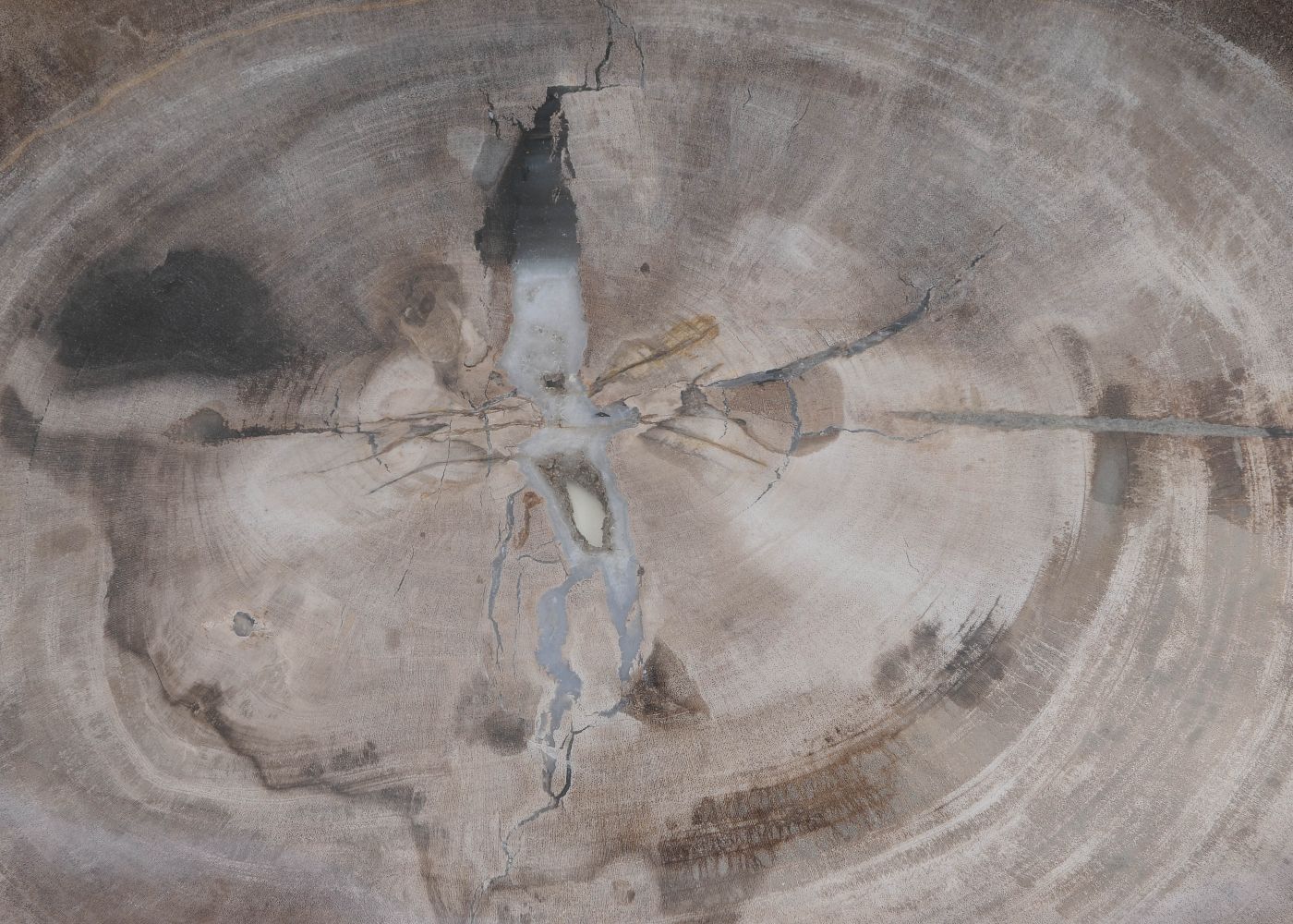 Bord versteend hout 60173 - Afbeelding 2