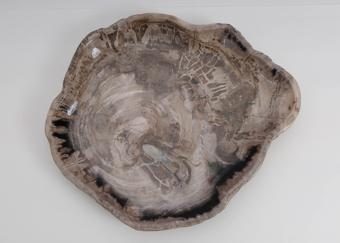 Bord versteend hout 60175