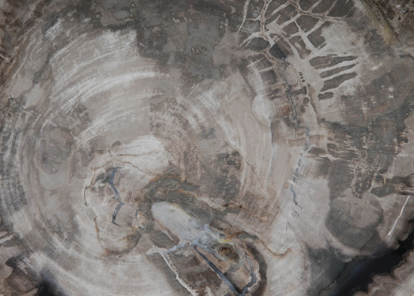 Bord versteend hout 60175 - Afbeelding 2