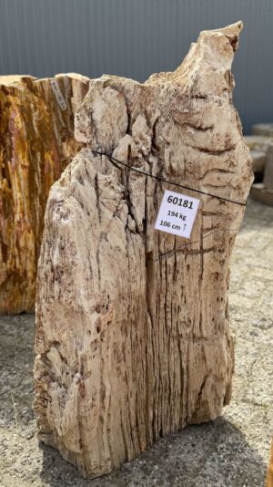 Grafsteen versteend hout 60181