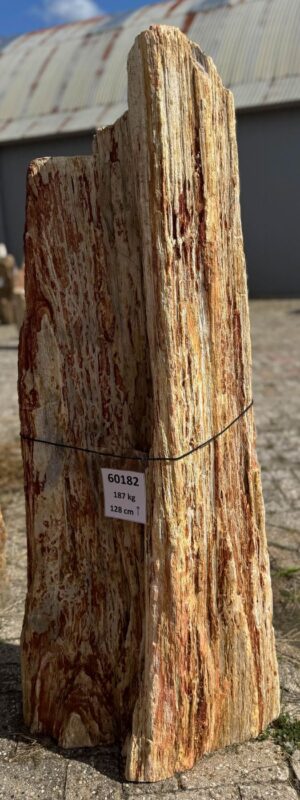 Grafsteen versteend hout 60182