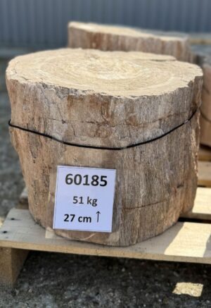 Grafsteen versteend hout 60185