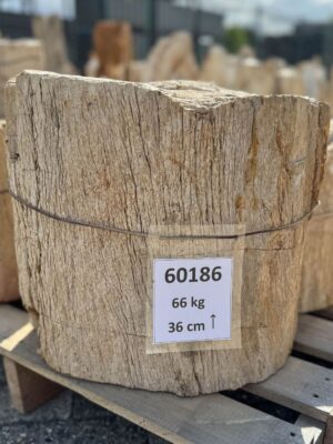 Grafsteen versteend hout 60186