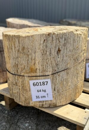 Grafsteen versteend hout 60187