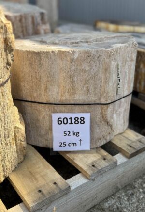 Grafsteen versteend hout 60188