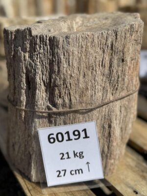 Grafsteen versteend hout 60191