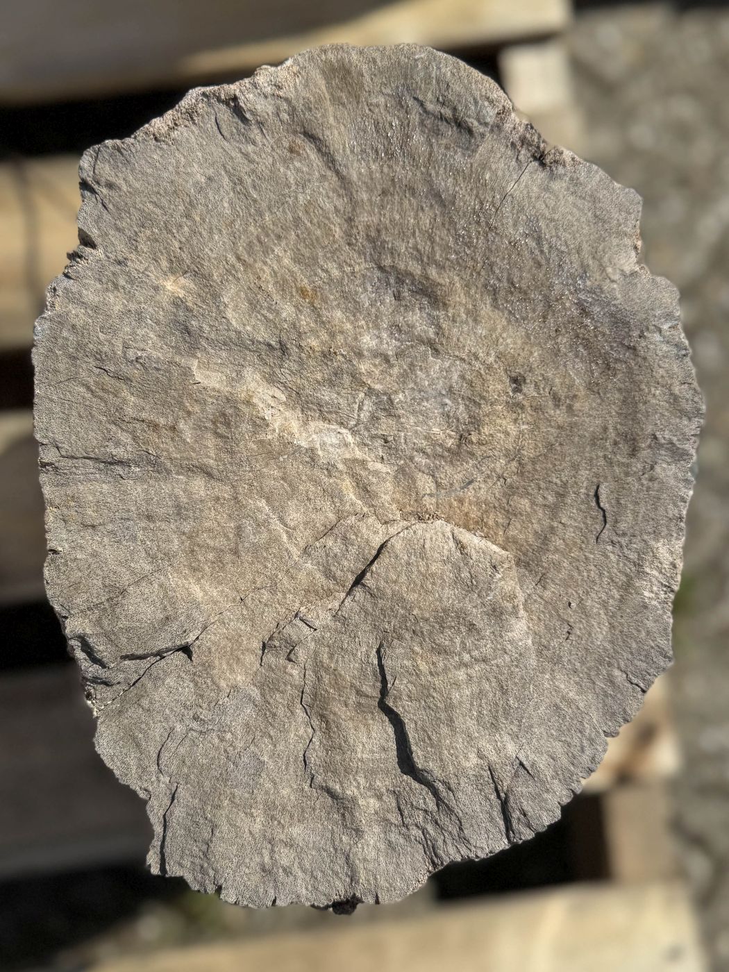 Grafsteen versteend hout 60191 - Afbeelding 2