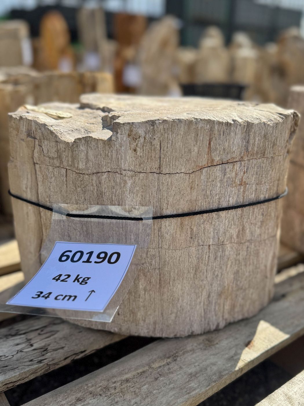 Grafsteen versteend hout 60191 - Afbeelding 3