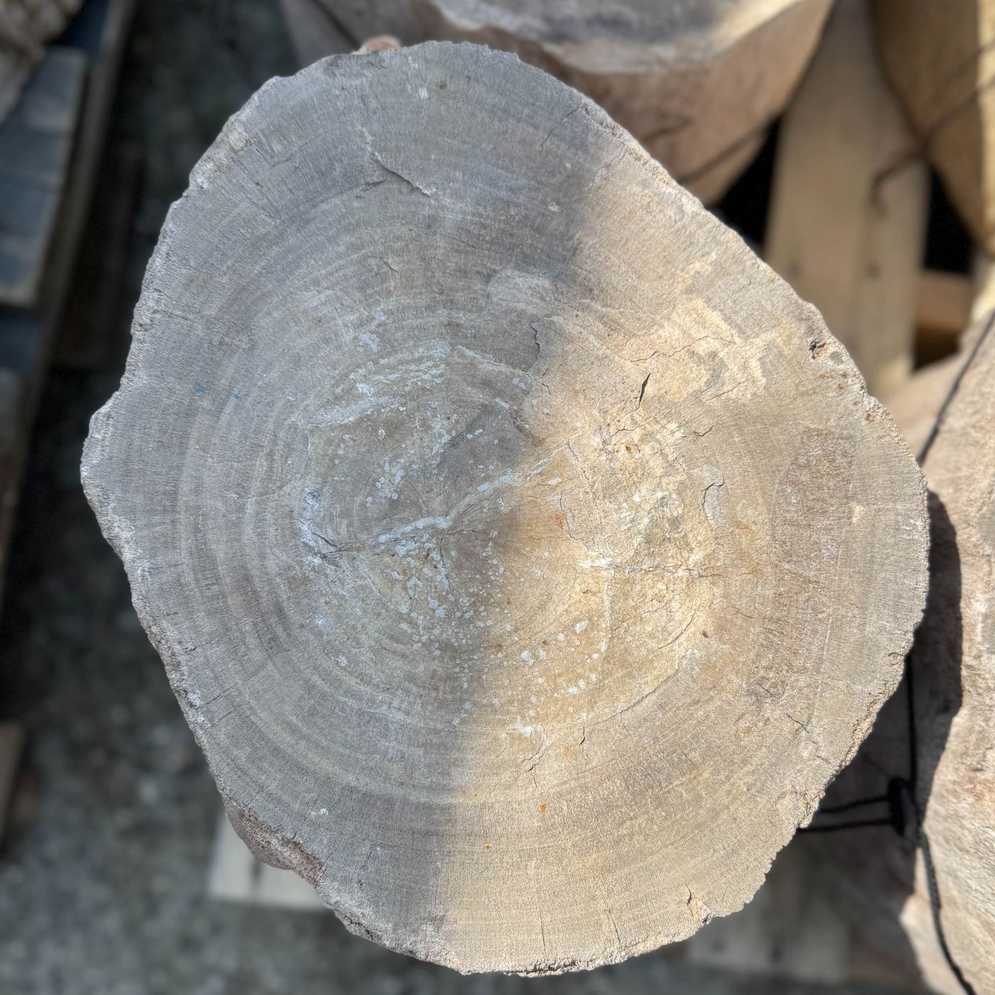 Grafsteen versteend hout 60193 - Afbeelding 2