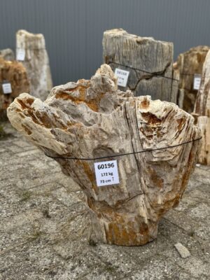 Grafsteen versteend hout 60196