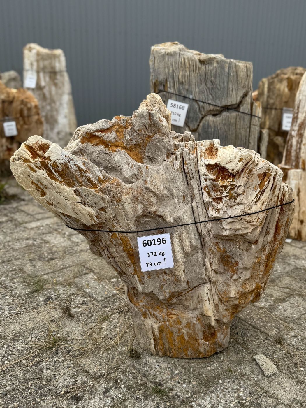 Grafsteen versteend hout 60196