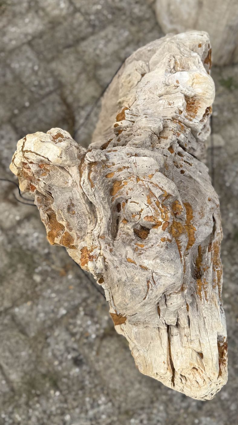 Grafsteen versteend hout 60196 - Afbeelding 2