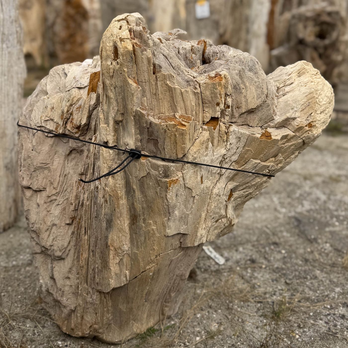 Grafsteen versteend hout 60196 - Afbeelding 3