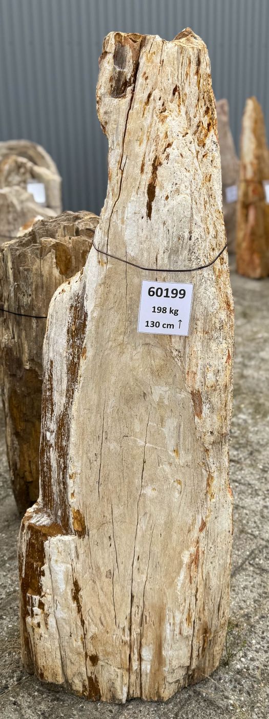 Grafsteen versteend hout 60199