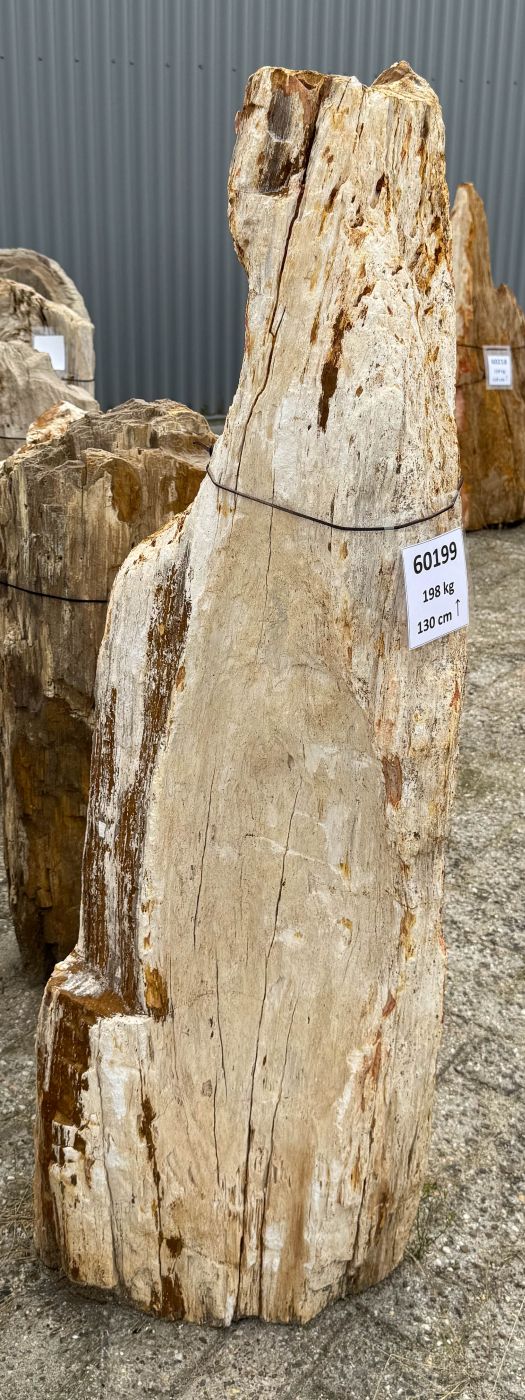 Grafsteen versteend hout 60199 - Afbeelding 2