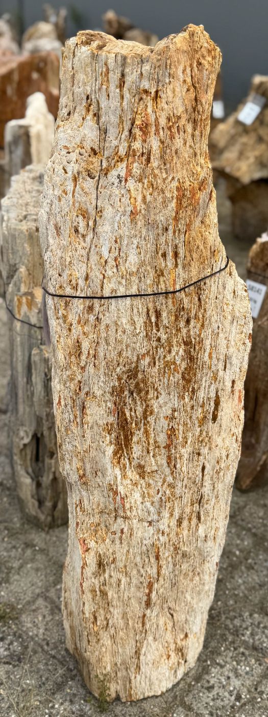 Grafsteen versteend hout 60199 - Afbeelding 3