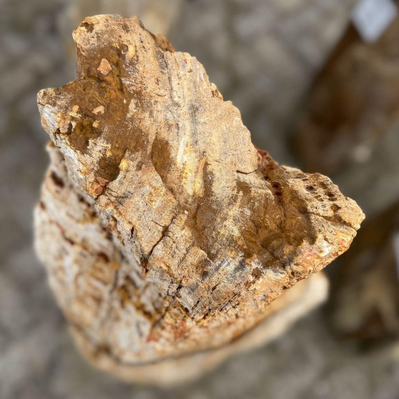 Grafsteen versteend hout 60199 - Afbeelding 4