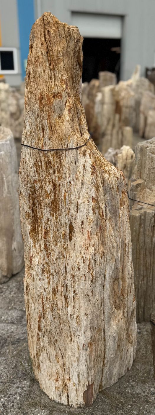 Grafsteen versteend hout 60199 - Afbeelding 5