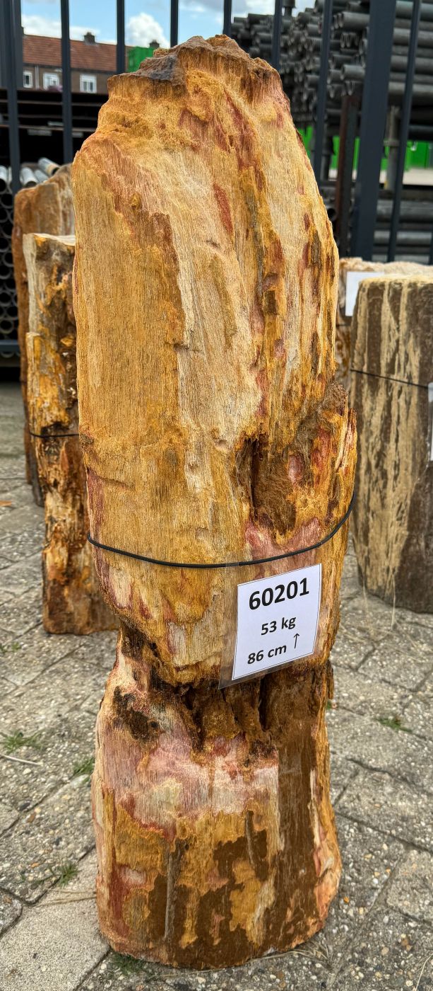 Grafsteen versteend hout 60201