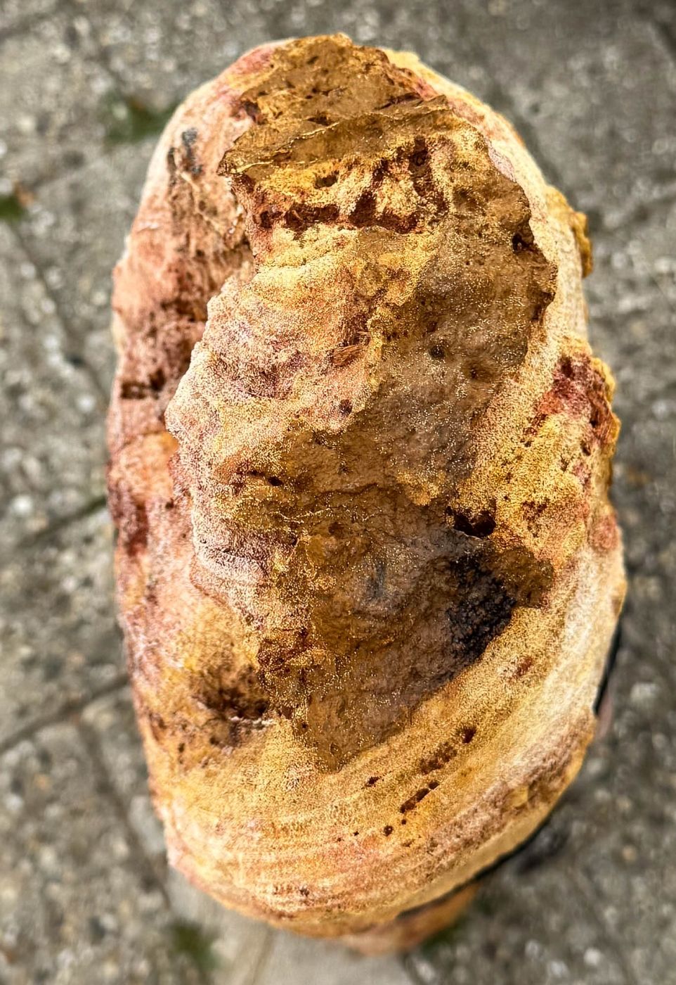 Grafsteen versteend hout 60201 - Afbeelding 2