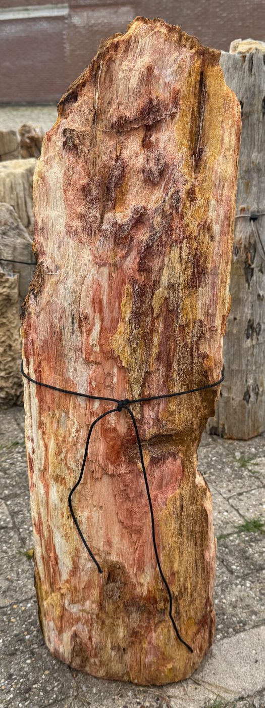 Grafsteen versteend hout 60201 - Afbeelding 3