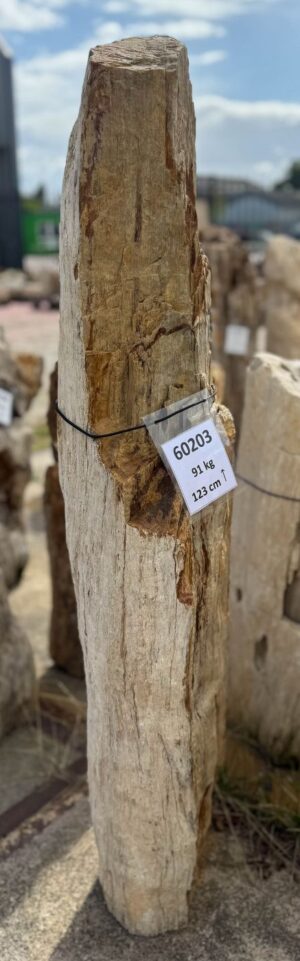 Grafsteen versteend hout 60203