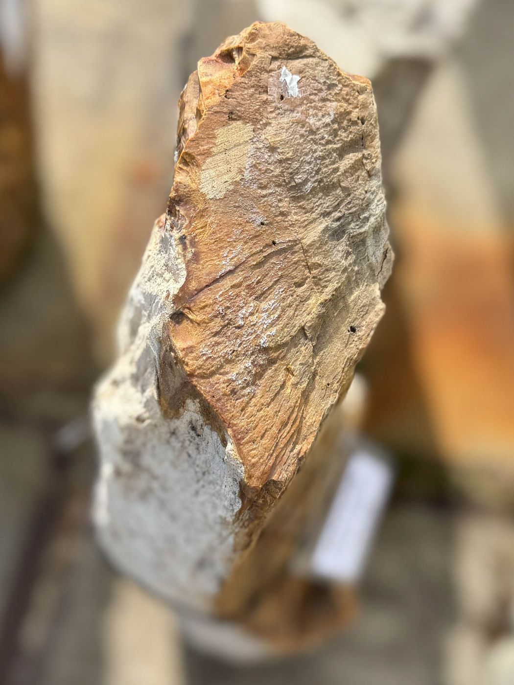 Grafsteen versteend hout 60203 - Afbeelding 2