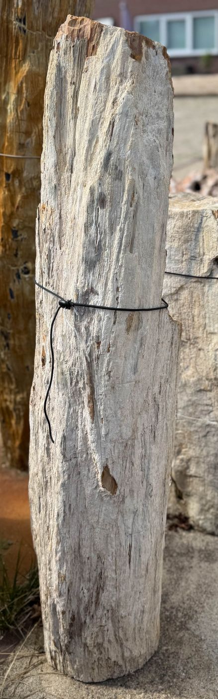 Grafsteen versteend hout 60203 - Afbeelding 3