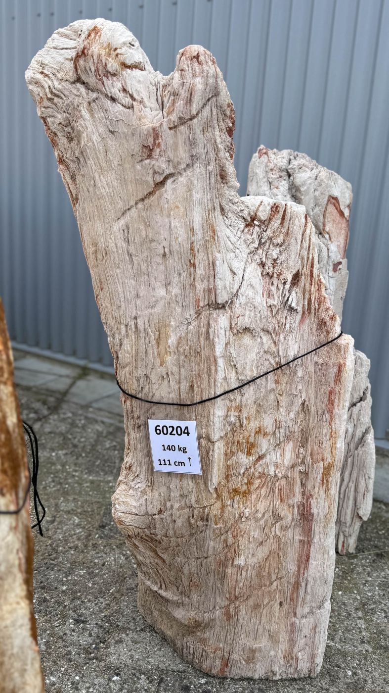 Grafsteen versteend hout 60204