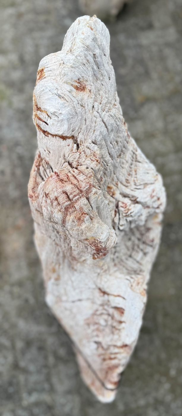 Grafsteen versteend hout 60204 - Afbeelding 2