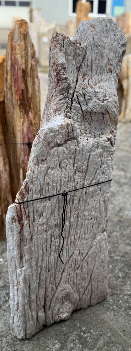 Grafsteen versteend hout 60204 - Afbeelding 3