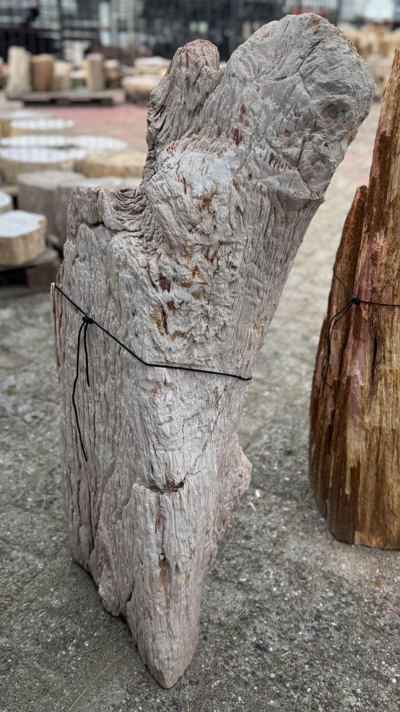 Grafsteen versteend hout 60204 - Afbeelding 4