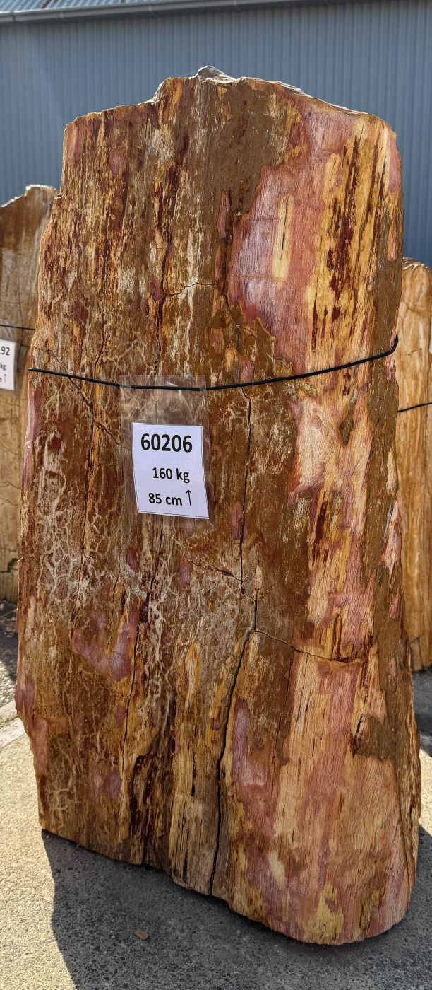 Grafsteen versteend hout 60206