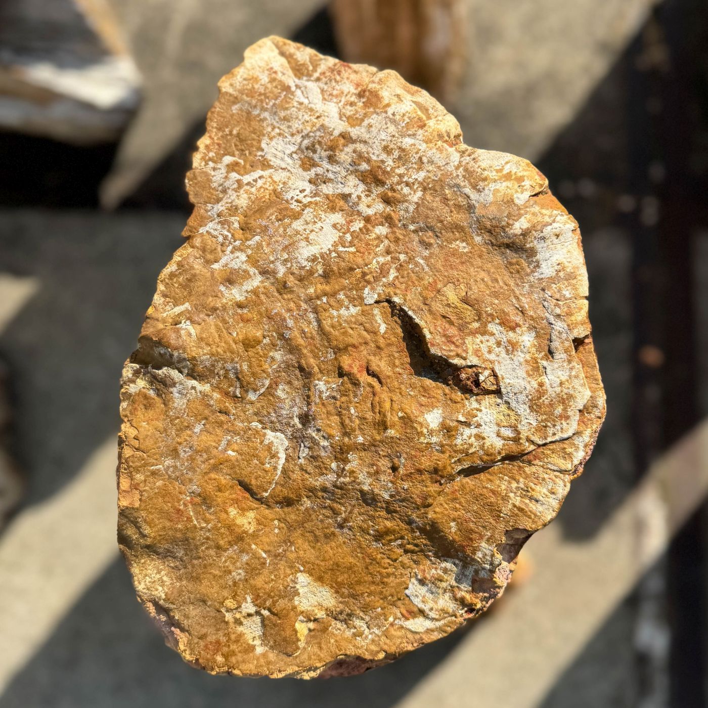 Grafsteen versteend hout 60206 - Afbeelding 2