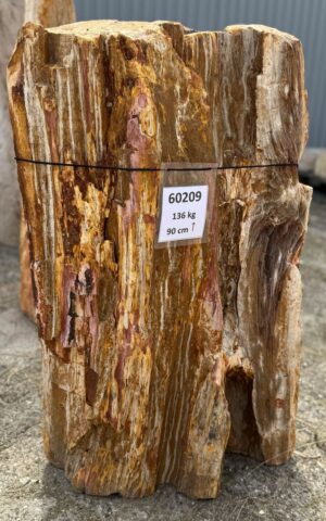 Grafsteen versteend hout 60209