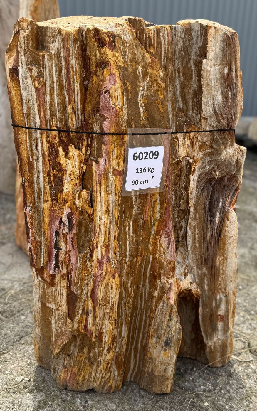 Grafsteen versteend hout 60209